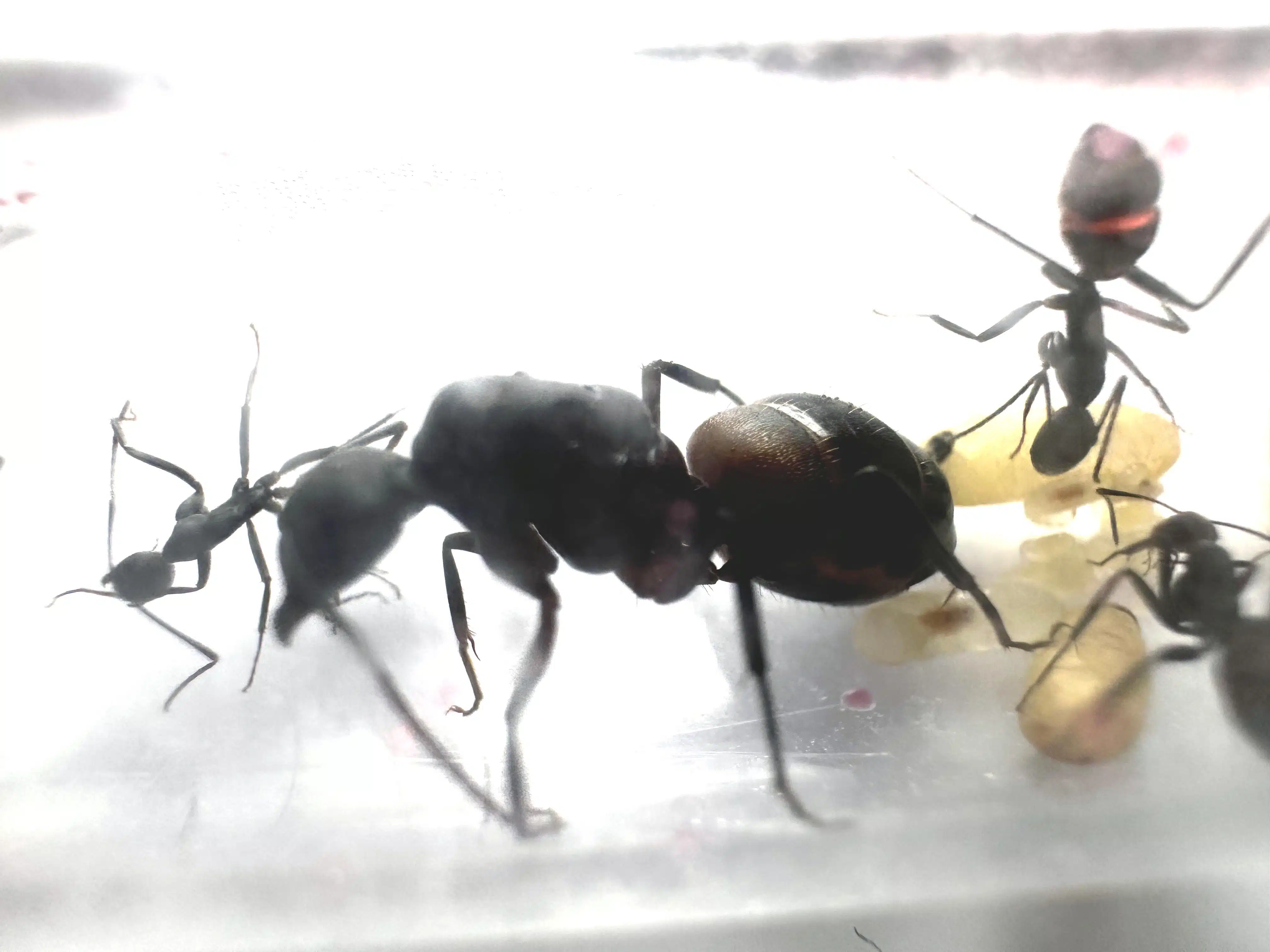 Królowa Camponotus Cruentatus wraz z robotnicami