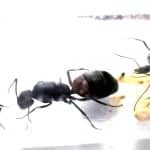 Królowa Camponotus Cruentatus wraz z robotnicami