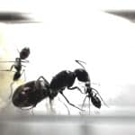 Camponotus Foreli loading=