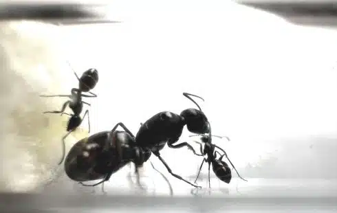 Camponotus Foreli