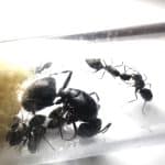 Królowa Camponotus japonicus z robotnicami