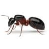 Camponotus ligniperda