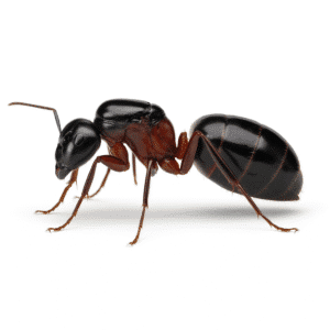Camponotus ligniperda - queen + 1-5 workers