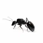 loading=