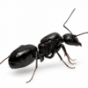Camponotus foreli