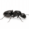Camponotus japonicus