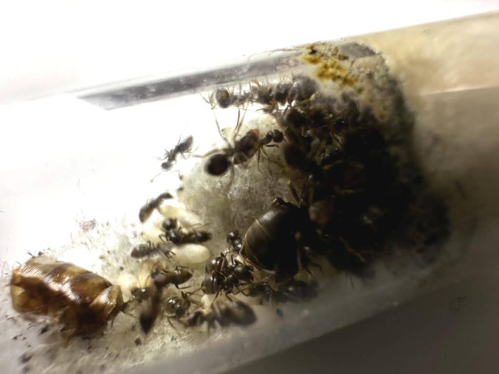 Kolonia Lasius niger z robotnicami loading=