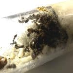 Kolonia Lasius niger z robotnicami