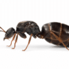 Lasius niger