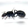 Messor barbarus