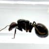 Messor barbarus Red Head