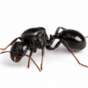 Messor barbarus