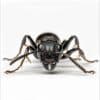 Messor barbarus