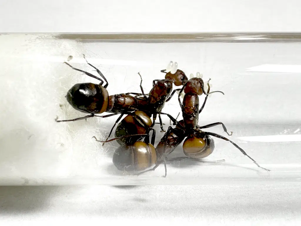 Camponotus nicobarensis 4Q loading=