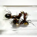 Camponotus nicobarensis 4Q loading=