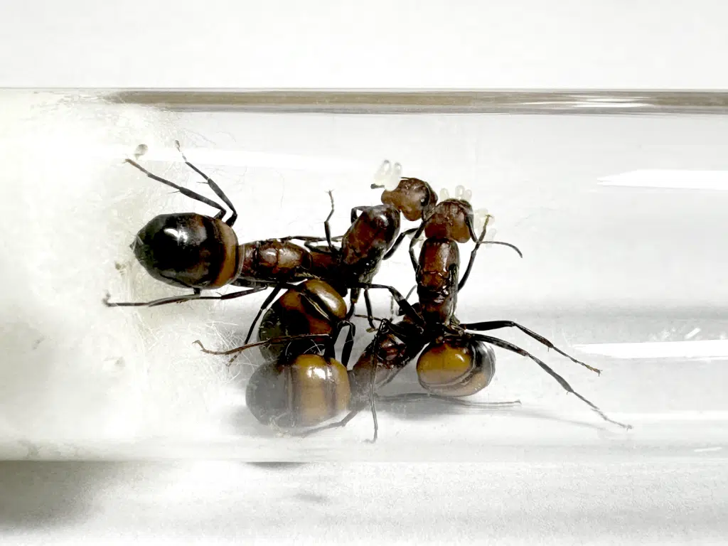 Camponotus nicobarensis 4Q loading=