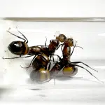 Camponotus nicobarensis 4Q loading=