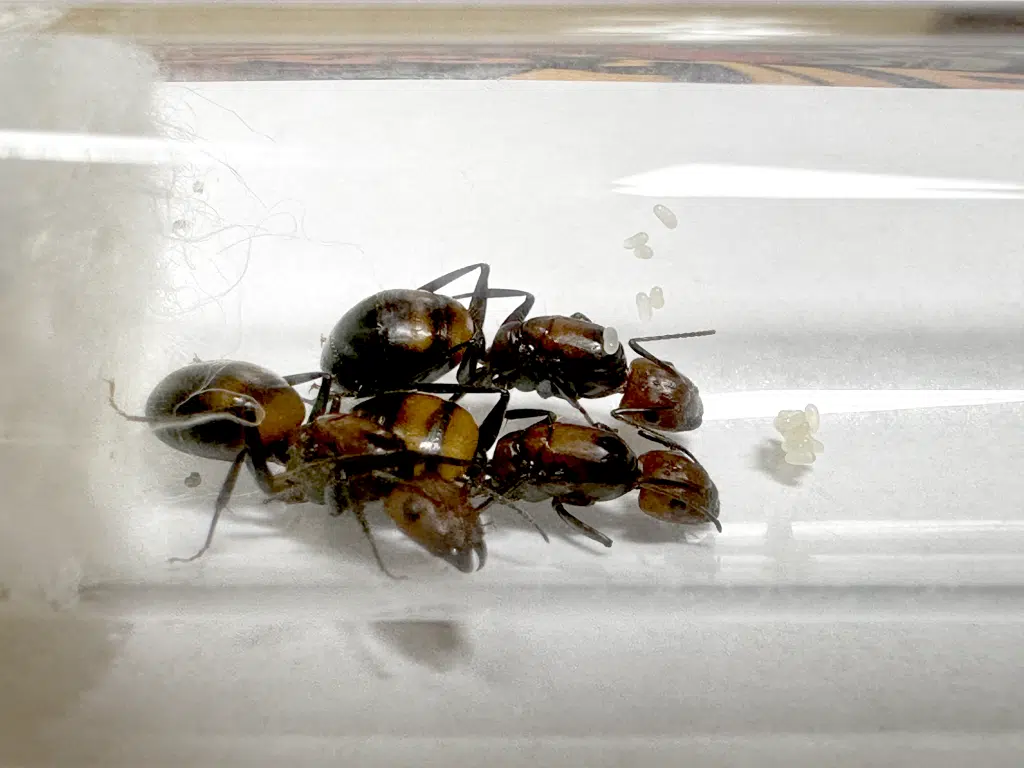 Camponotus nicobarensis 3Q loading=