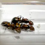 Camponotus nicobarensis 3Q loading=