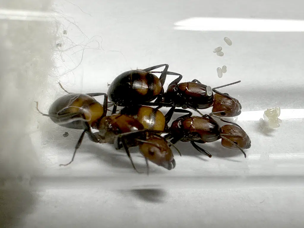 Camponotus nicobarensis 3Q loading=