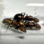 Camponotus nicobarensis 3Q loading=