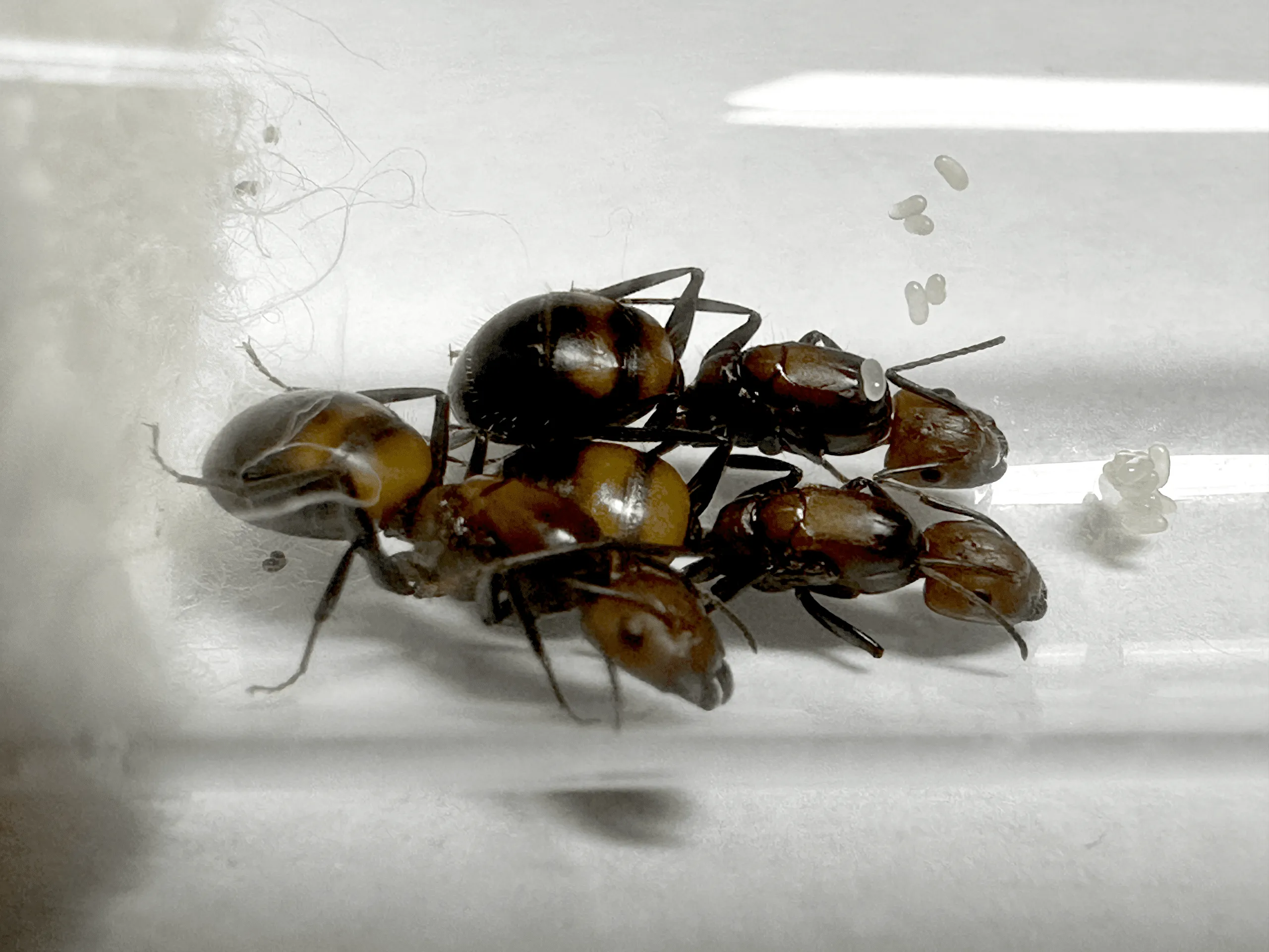Camponotus nicobarensis 3Q
