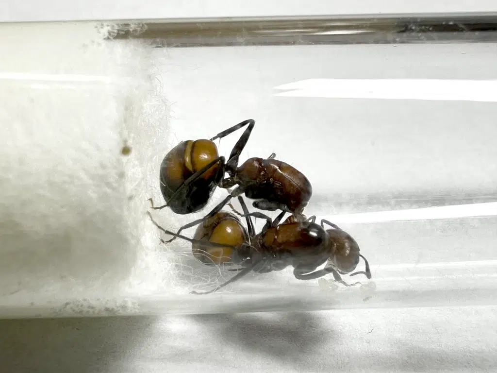 Camponotus nicobarensis 2Q loading=