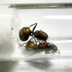 Camponotus nicobarensis 2Q loading=