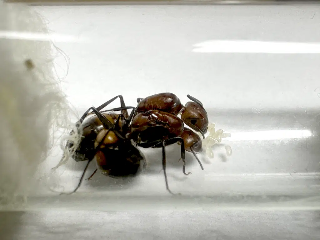 Camponotus nicobarensis 2Q loading=