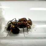 Camponotus nicobarensis 2Q loading=