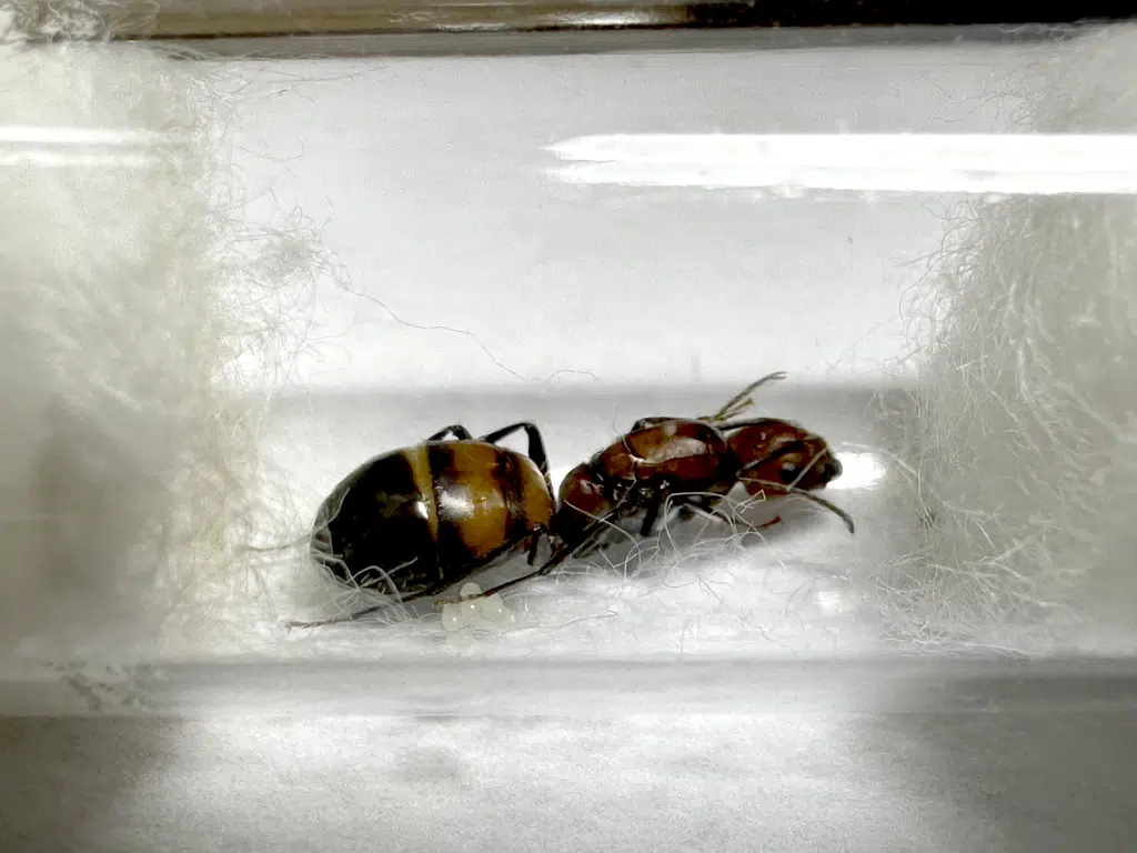 Camponotus nicobarensis Queen loading=