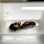 Camponotus nicobarensis Queen loading=