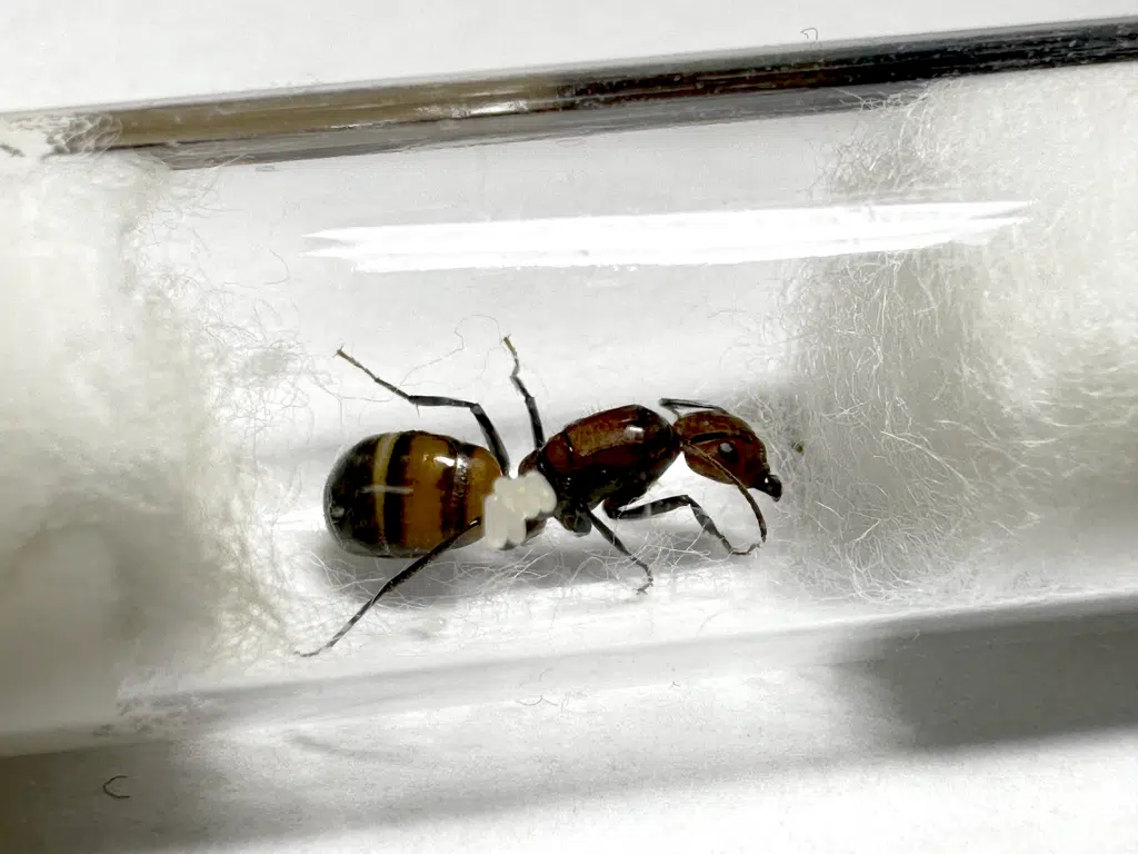 Camponotus nicobarensis Queen loading=