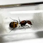 Camponotus nicobarensis Queen loading=