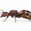 Camponotus nicobarensis