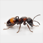 Camponotus nicobarensis królowa