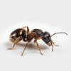 Camponotus maculatus