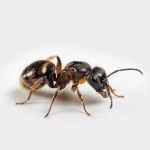 Camponotus maculatus królowa