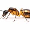 Camponotus maculatus