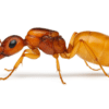 Camponotus fedtschenkoi