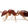 Manica rubida