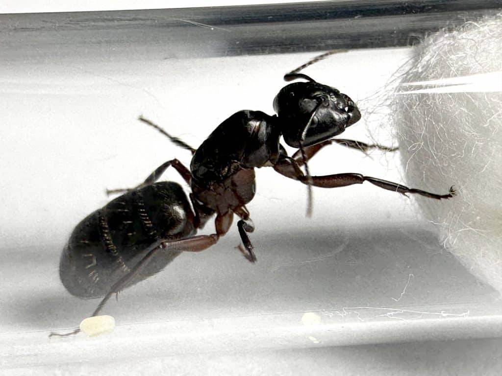 Camponotus herculanus