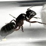 Camponotus herculanus