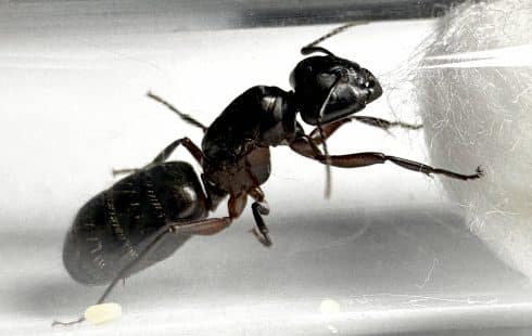 Camponotus herculanus