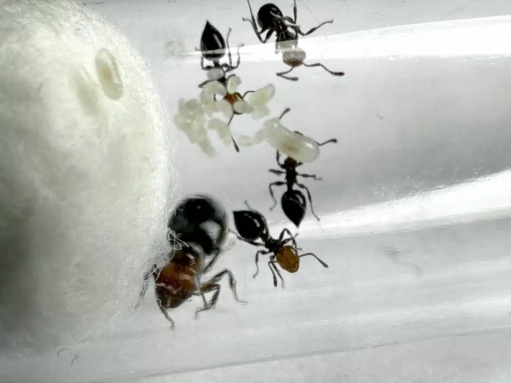 crematogaster scutellaris loading=