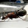 Camponotus angusticollis