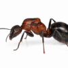 Camponotus angusticollis