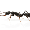 Harpegnathos venator