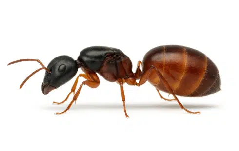 Camponotus ca-02