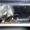 Camponotus mitis